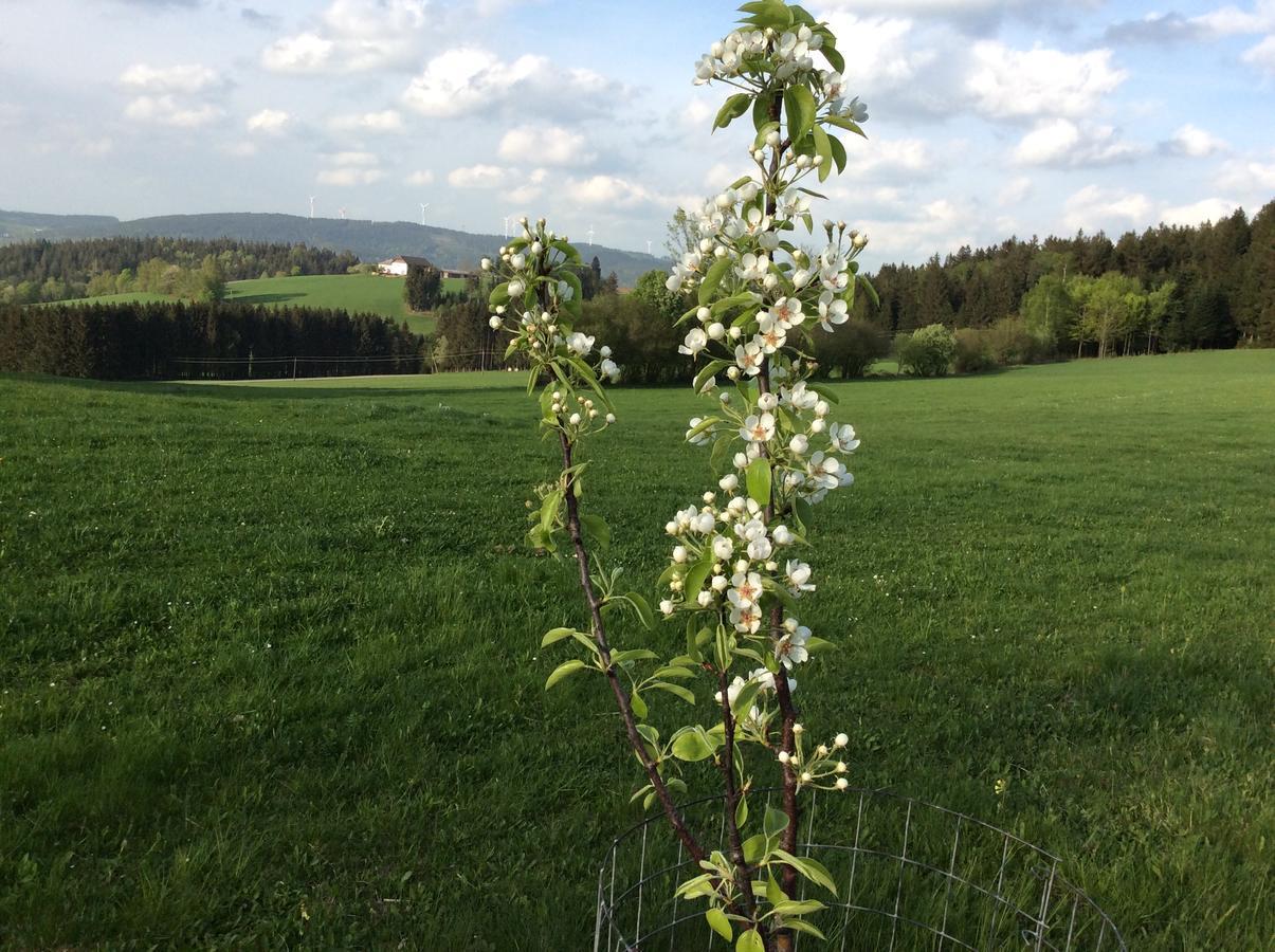 Ferienbauernhof Koller Villa Helfenberg ภายนอก รูปภาพ